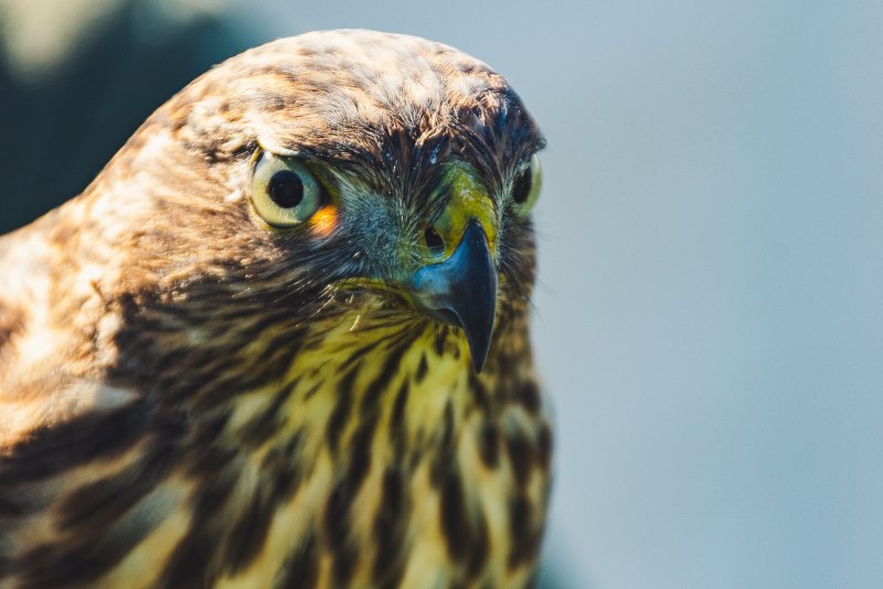 Ястреб - тетеревятник (Accipiter gentilis)