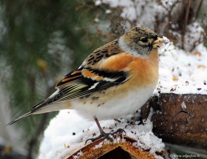 Fringilla montifringilla