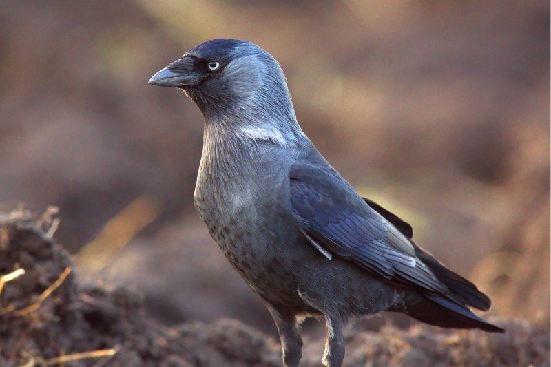 Галка обыкновенная ‒ Corvus monedula