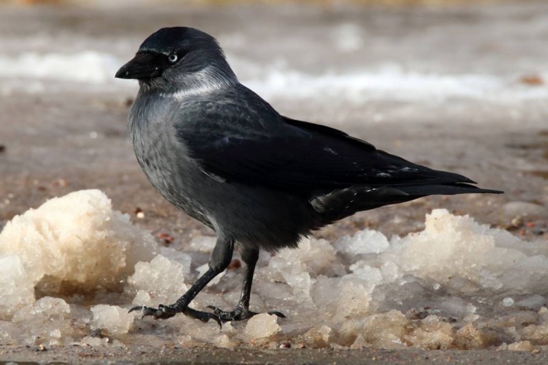 Галка (Coloeus monedula, Corvus monedula)