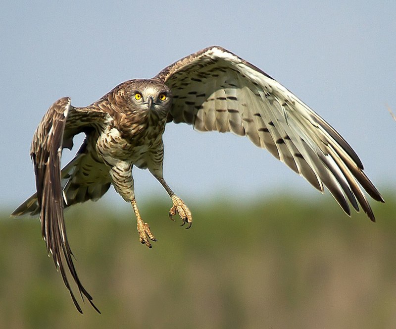 Змееяд (Circaetus gallicus (Gmelin, 1788))
