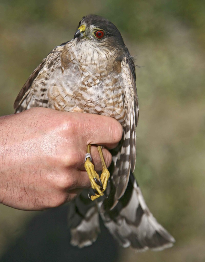 Осоед Pernis apivorus