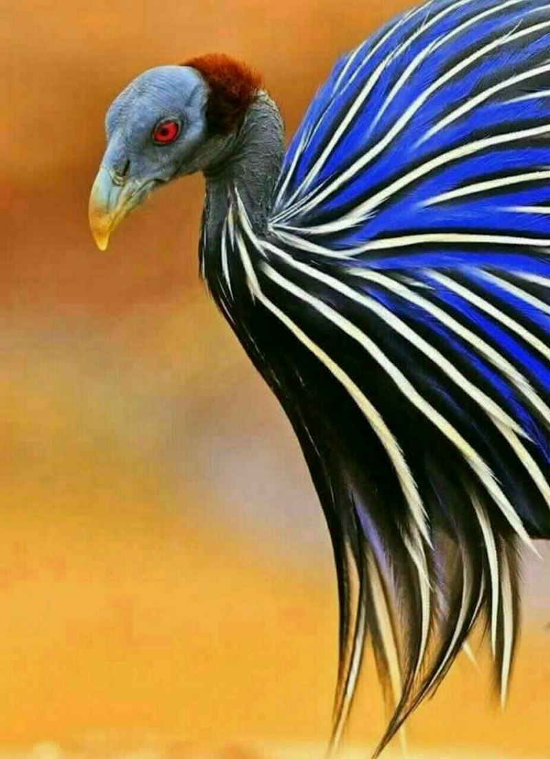 Vulturine Guineafowl