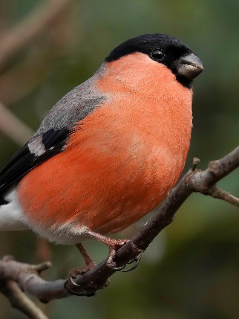 Platycercus elegans