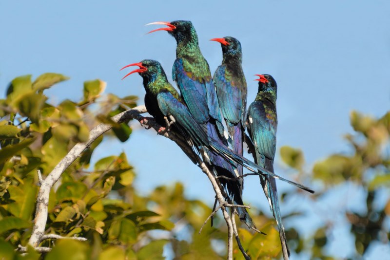 Phoeniculus purpureus