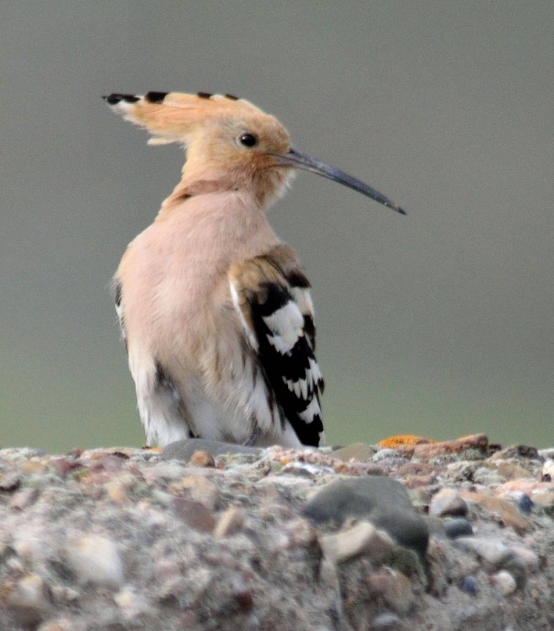 Удод - Upupa Epops (Linnaeus, 1758)