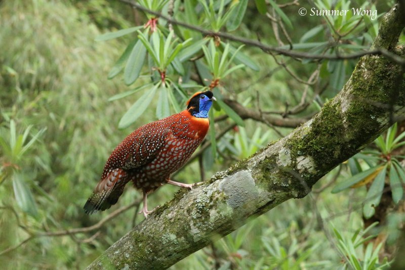 Tragopan temminckii