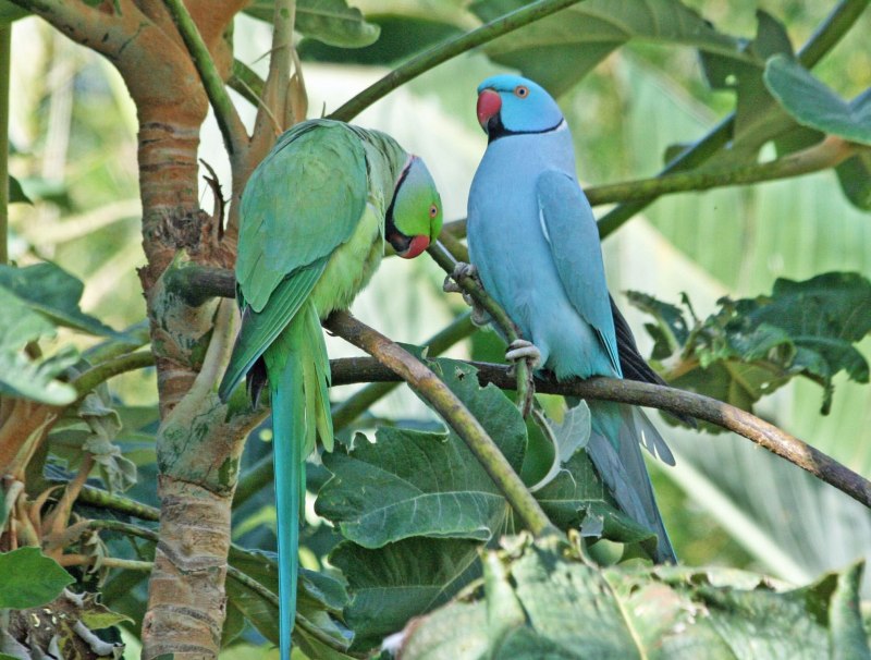 Indian ringneck попугай