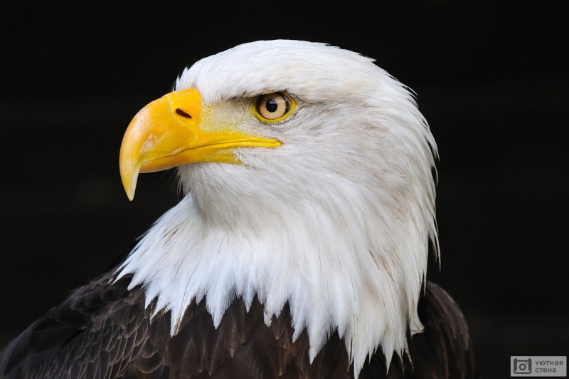 Символ Америки белоголовый Орлан