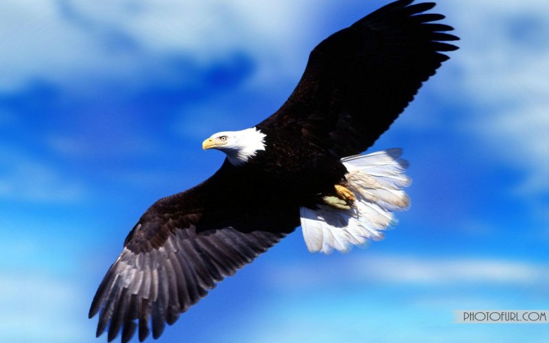 Голова орла