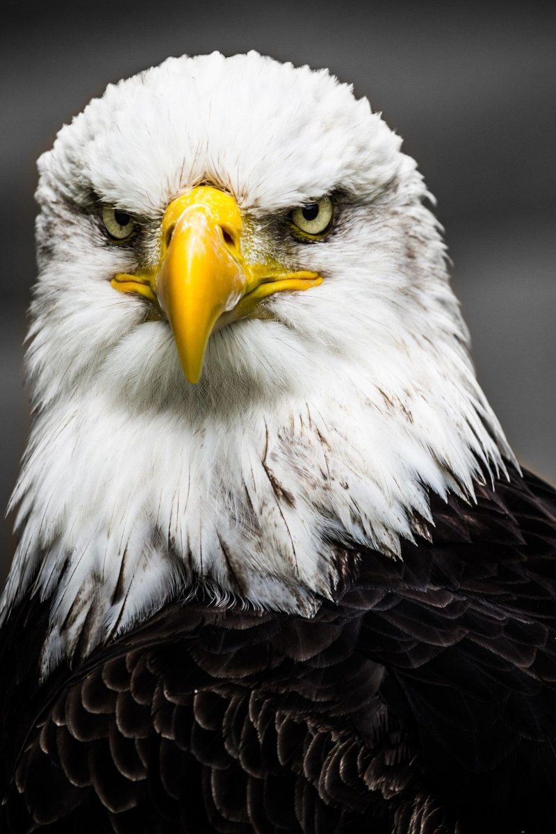 Американский Орлан анфас