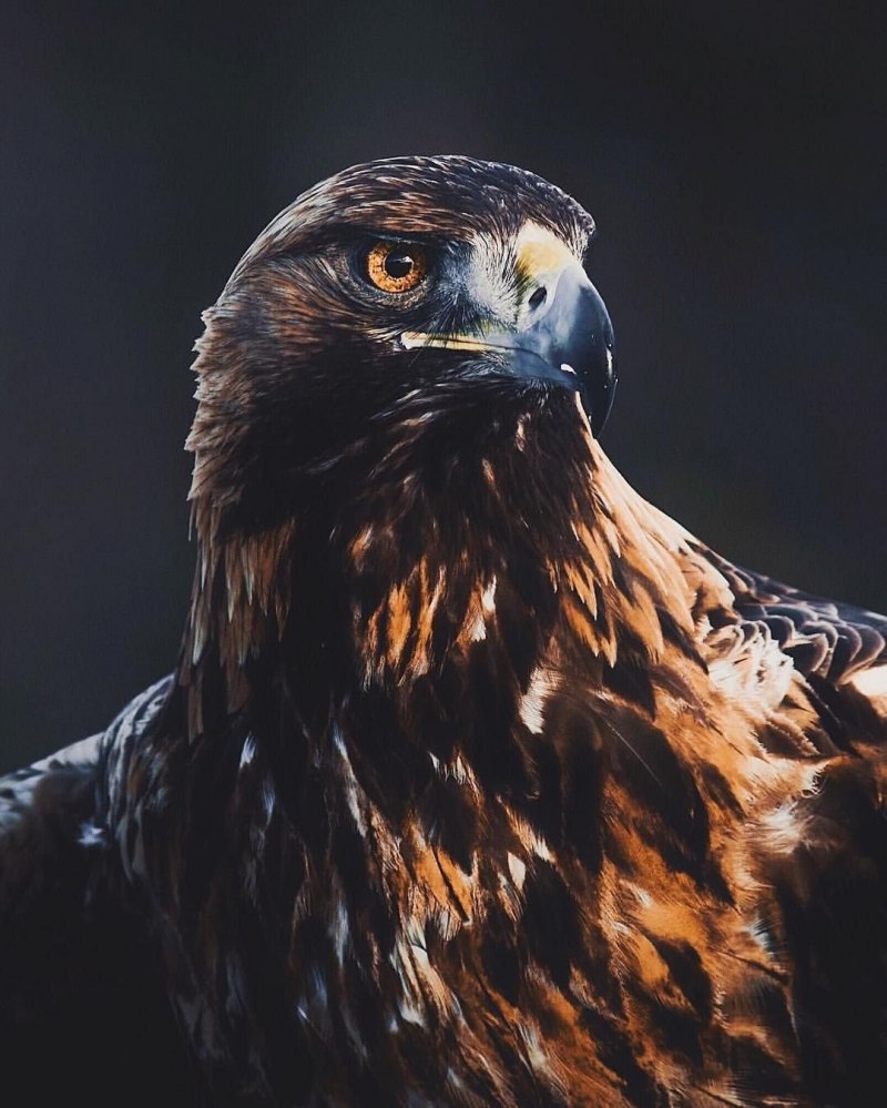 Беркут ястреб Коршун