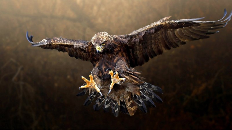 Беркут коричневый