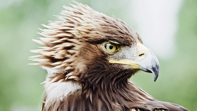 Орёл Беркут в атаке