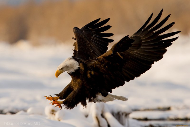 Орел крупным планом