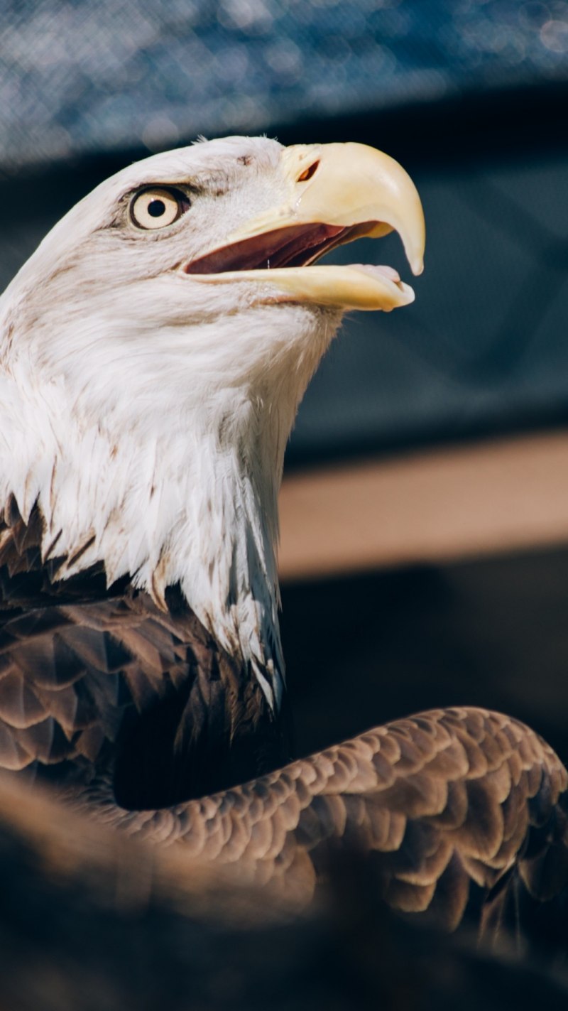 Орлан Орел Коршун