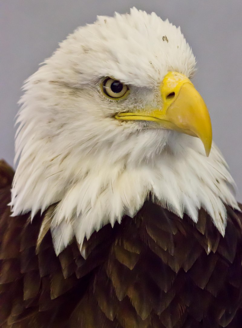 Орёл картинки фото для телефона