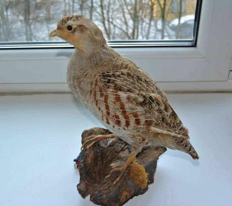 Чучело серой куропатки