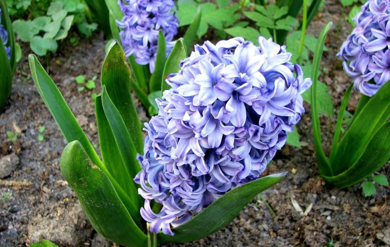 Fiona Hyacinth TS