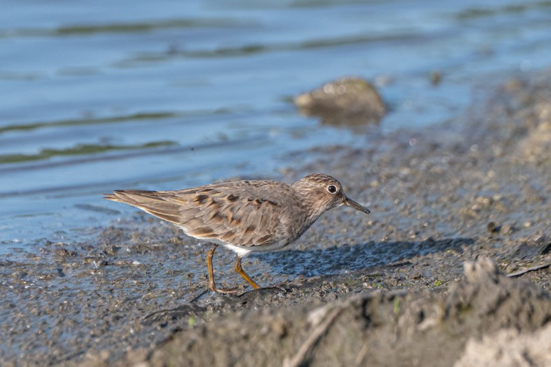 Белохвостый песочник Calidris temminckii