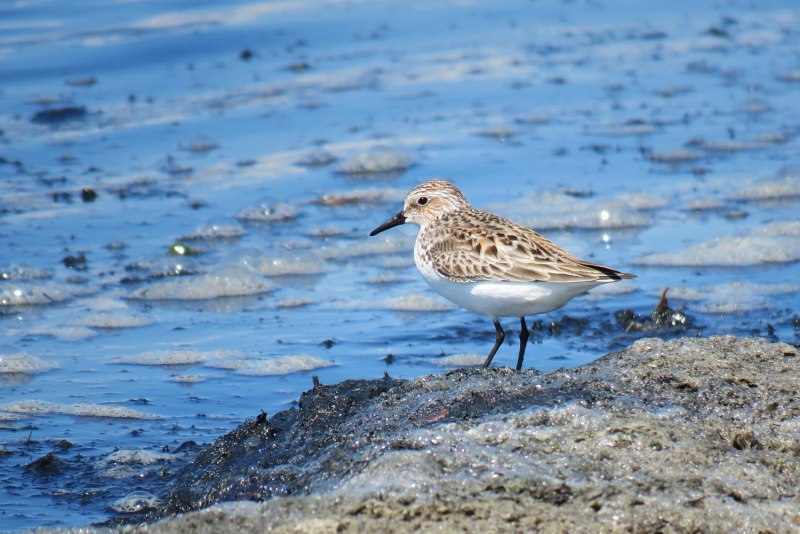Морской песочник Calidris maritima