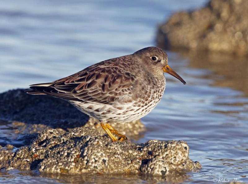 Purple Sandpiper