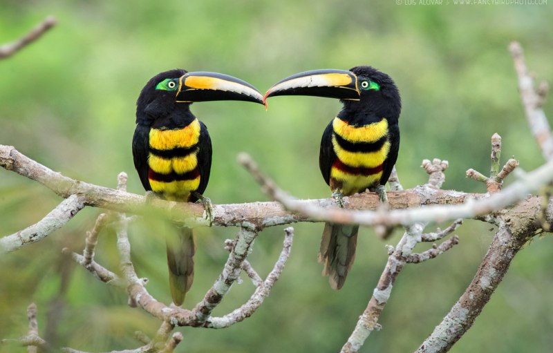 Африканские бородатки(Lybiidae)