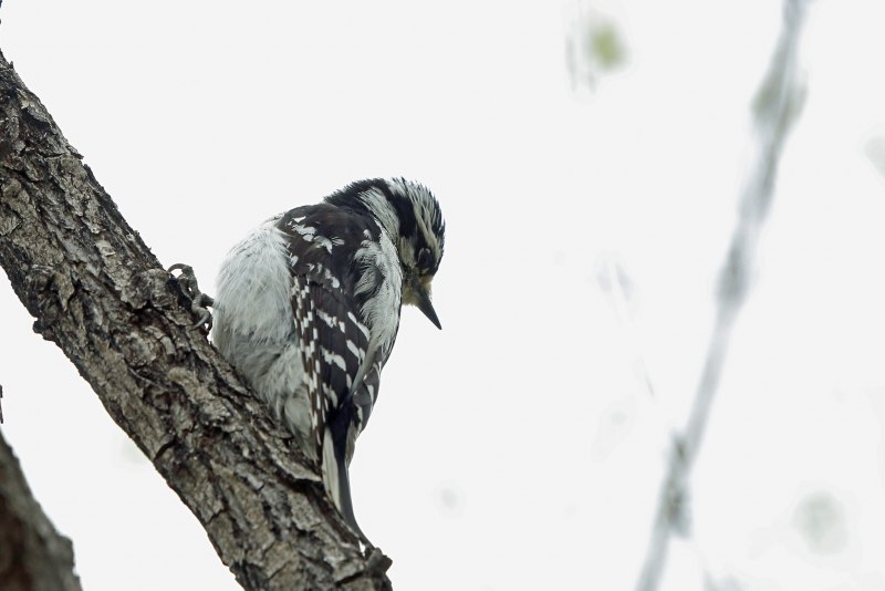 Средний дятел Dendrocopos Medius
