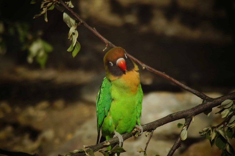 Polytelis swainsonii