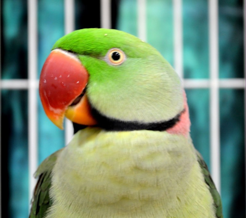 Seeds Parrot