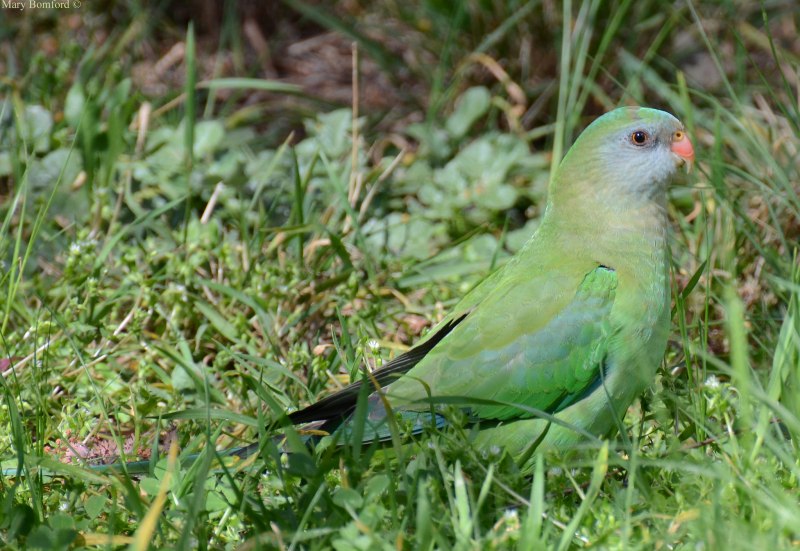 Polytelis alexandrae