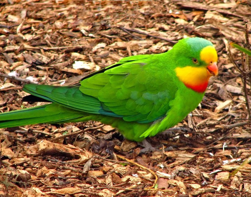 Polytelis swainsonii