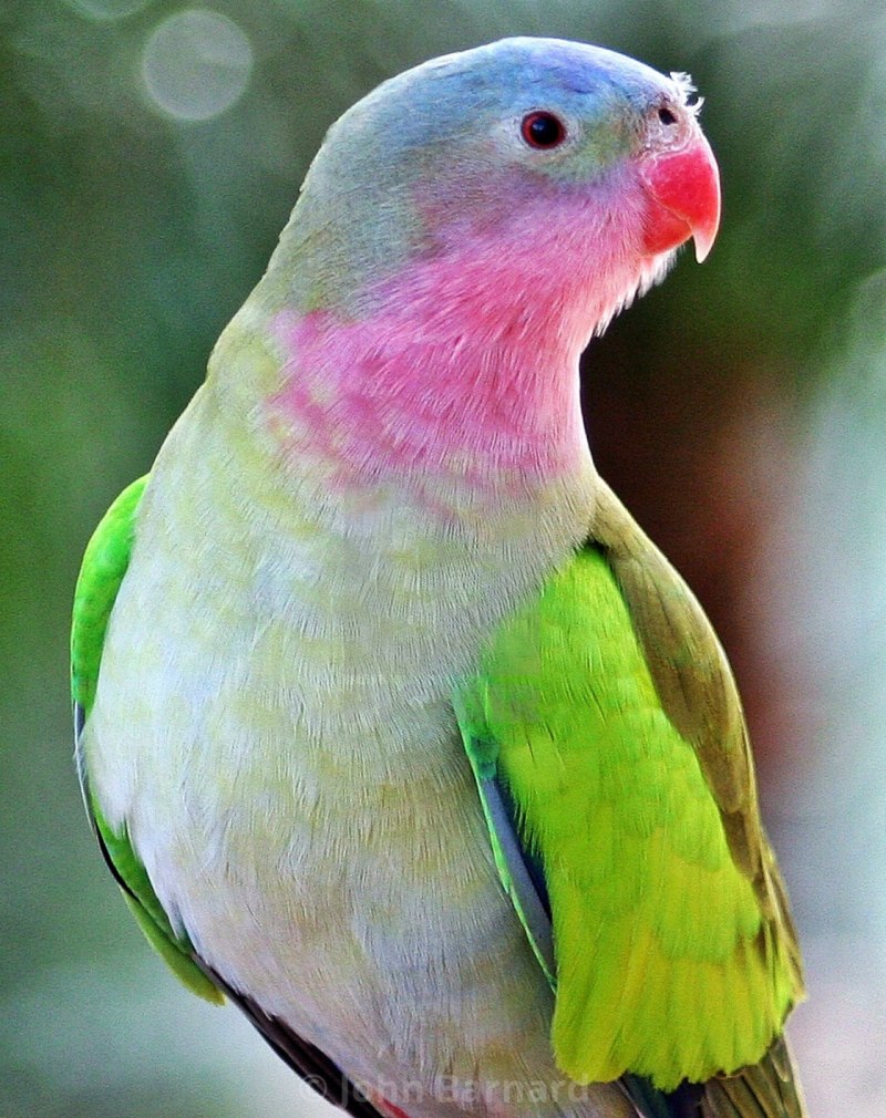 Free Parrots in Bundaberg