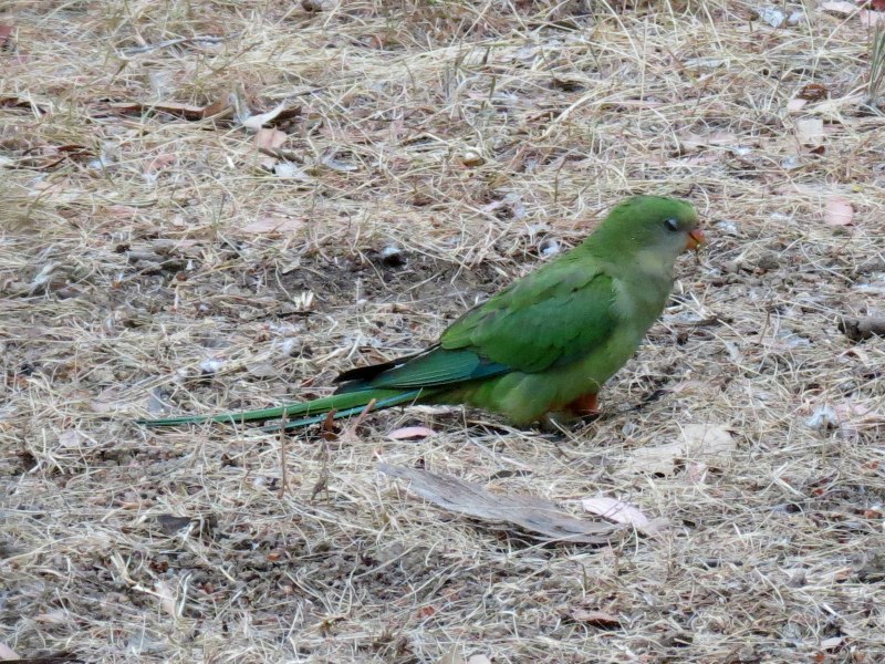 Краснощекий попугай (Amazona arausiaca)