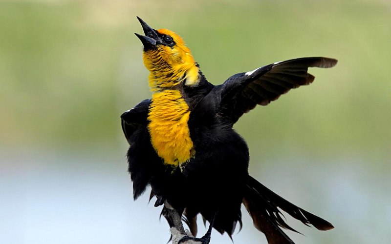 Icterus galbula