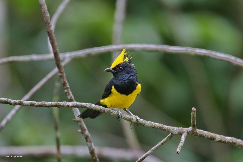 Yellow Oriole (Icterus nigrogularis)