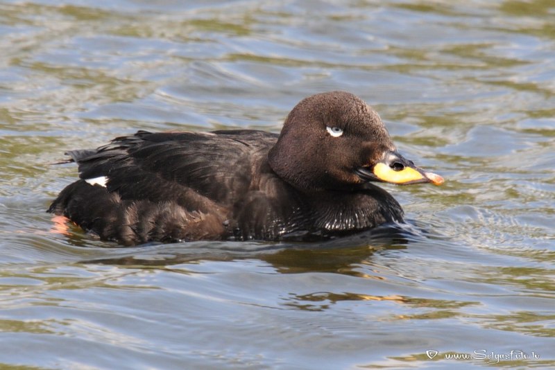 Синьга Melanitta nigra