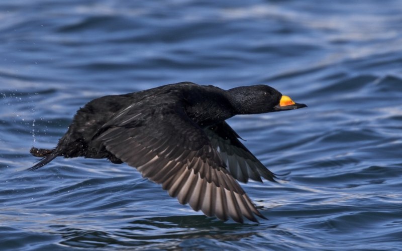 Surf Scoter Diet