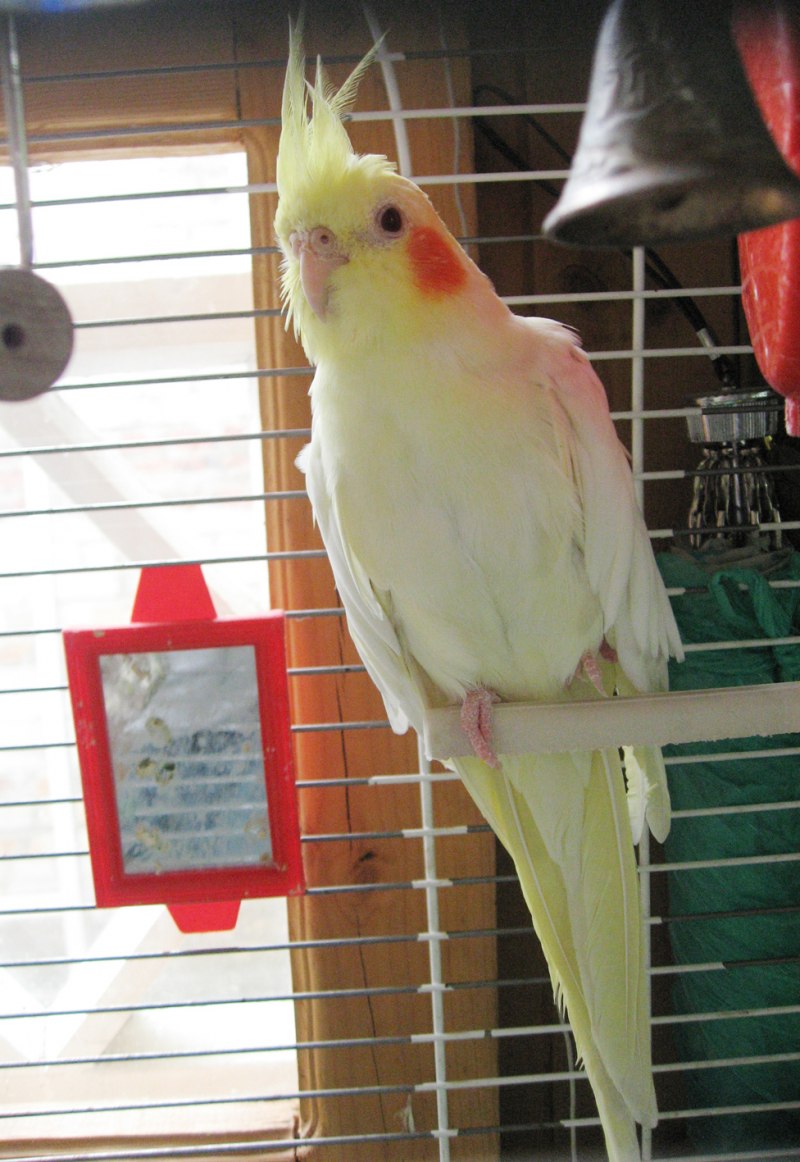 Корелла лютино