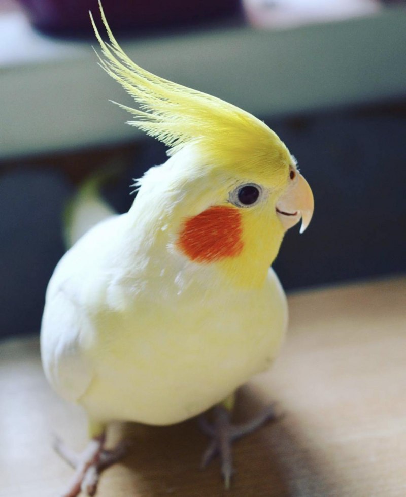 Корелла лютино самец
