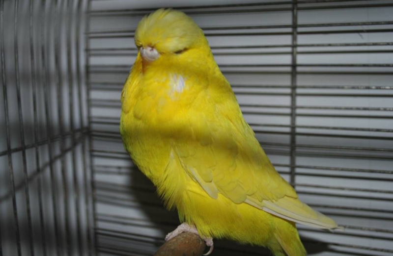 Какаду и корелла