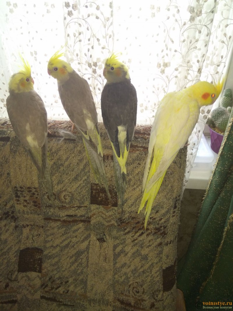Корелла лютино