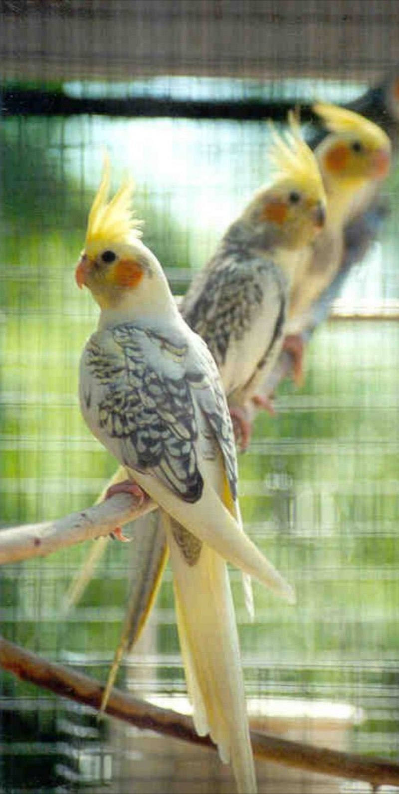 Корелла лютино самка