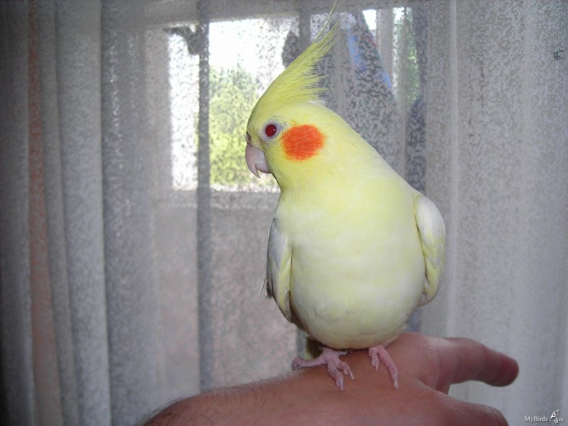 Корелла лютино самка