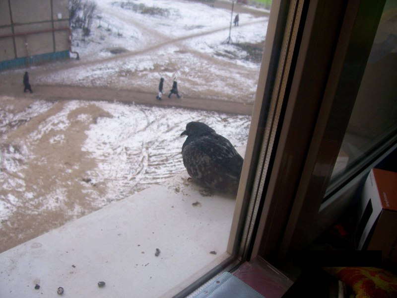 Голубь сел на подоконник
