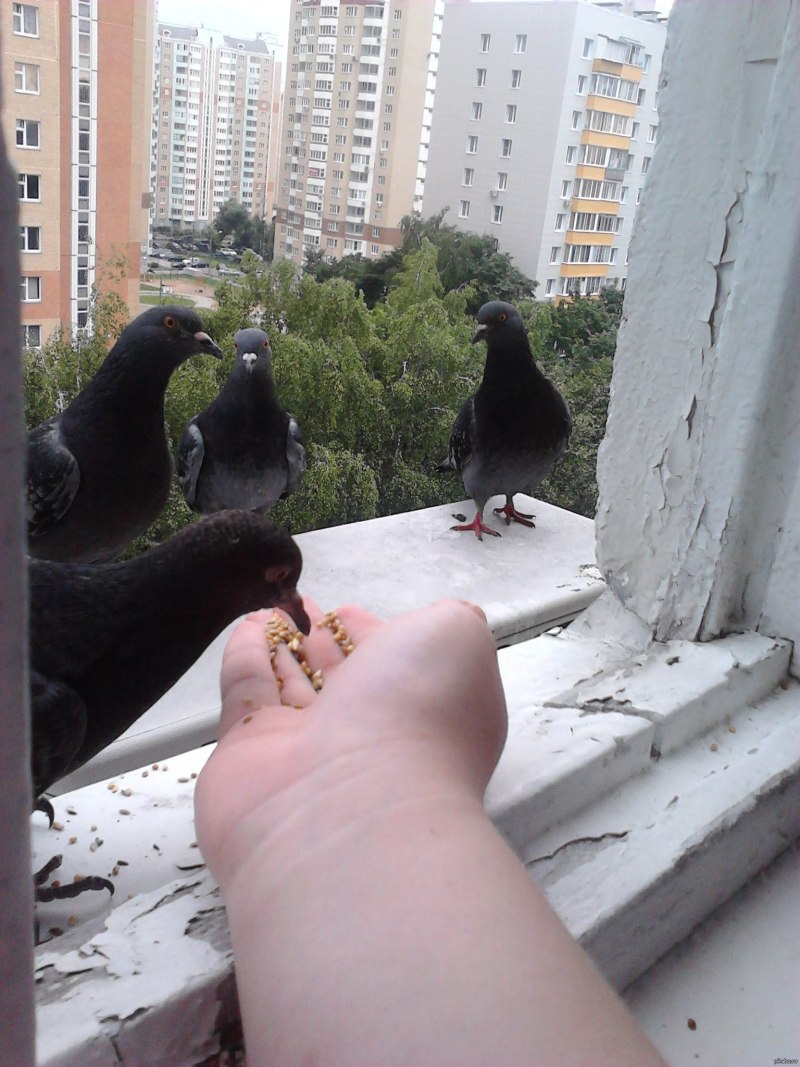 Голуби на балконе