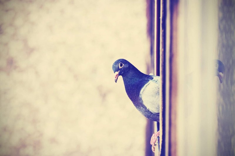 Pigeon on Window