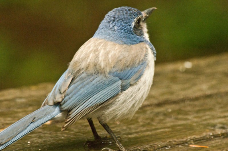 Scrub Jay