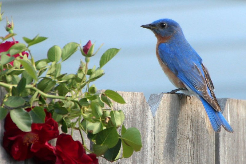 Птица Blue Bird Japan