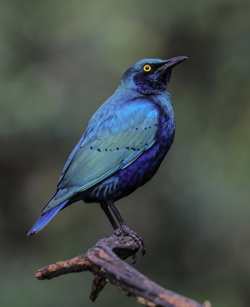 Glossy Starling птица